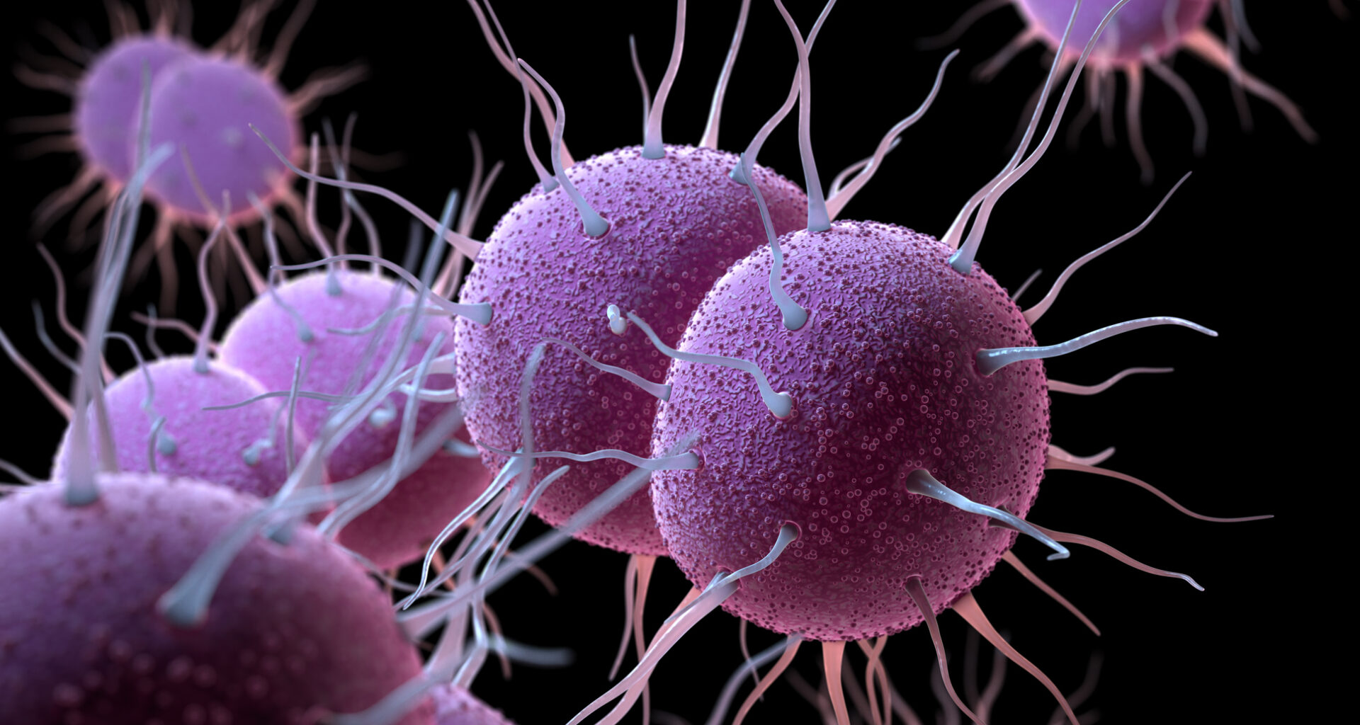 Neisseria gonorrhoeae, the bacterium responsible for the sexually transmitted infection Gonorrhea. 3D illustration