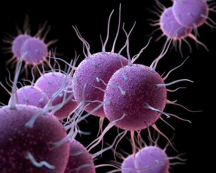 Neisseria gonorrhoeae, the bacterium responsible for the sexually transmitted infection Gonorrhea. 3D illustration