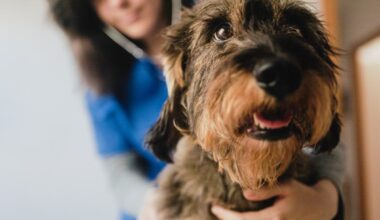 Do pets really reduce stress? A new study has found they don’t - The Independent
