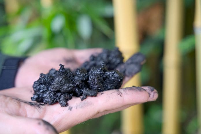 Two carbon-blackened hands holding pieces of biochar
