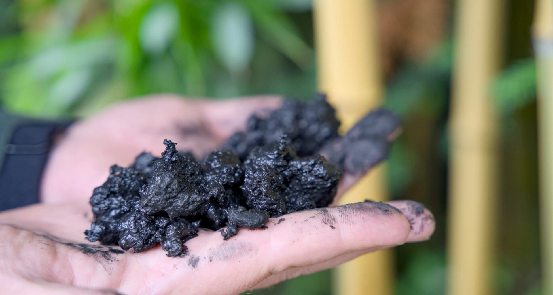Two carbon-blackened hands holding pieces of biochar