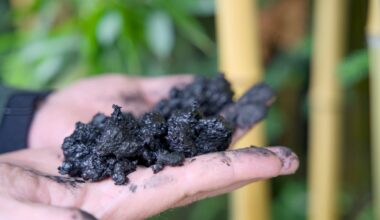 Two carbon-blackened hands holding pieces of biochar