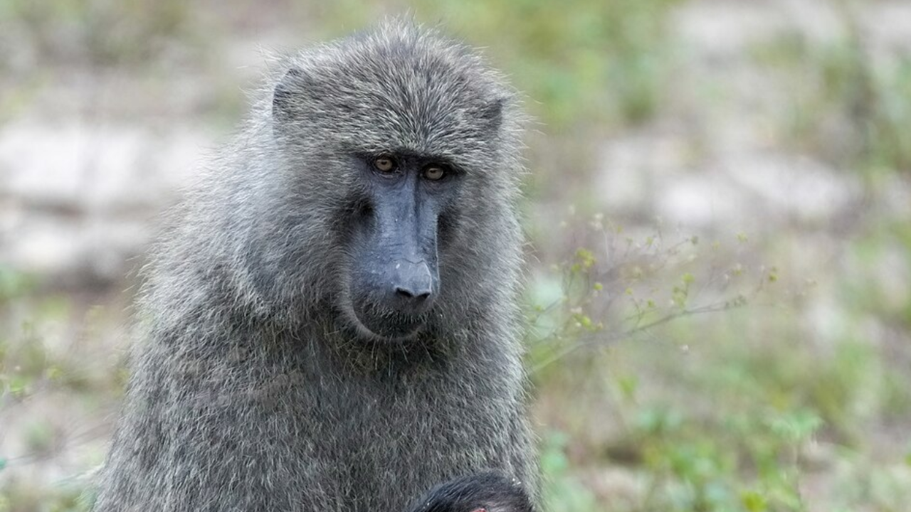 Image of a mother baboon. Image Credit: Wikimedia Commons Image of a mother baboon