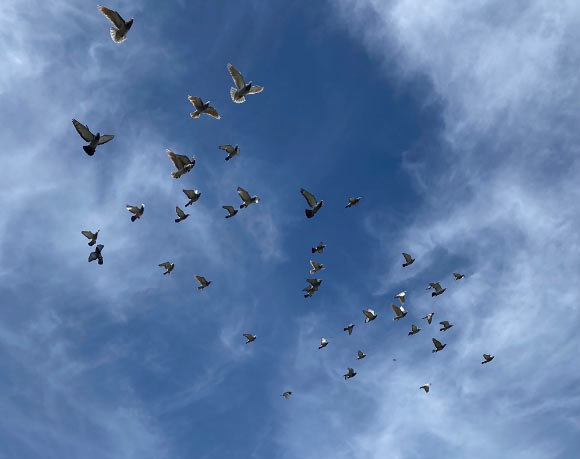 Lisowski et al. used physical, morphological, functional, and genomic assays to identify the presence of superparamagnetic macrophages in the liver of homing pigeons (Columba livia domestica). Image credit: Spanishguitar101 / CC BY-SA 4.0.