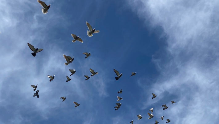 Pigeons May Sense Earth’s Magnetic Field Using Superparamagnetic Immune Cells in Their Livers