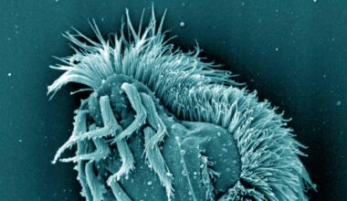 When Food Runs Short, This Single-Celled Organism Turns into Giant Cannibal to Survive