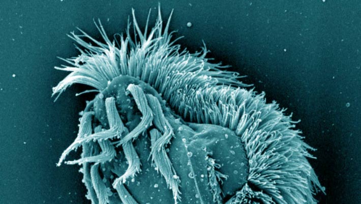 When Food Runs Short, This Single-Celled Organism Turns into Giant Cannibal to Survive