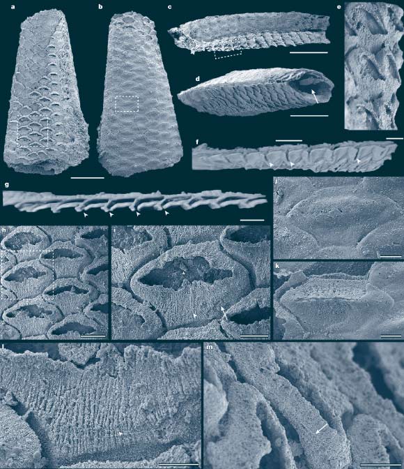 Specimen of Protomelission gatehousei from the Xiannüdong Formation in which the membranous sacs are preserved. Image credit: Song et al., doi: 10.1038/s41586-026-10590-9.
