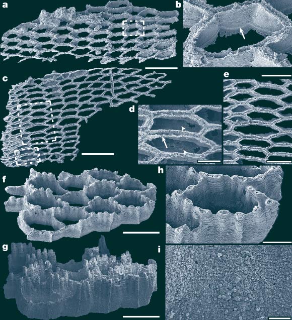Specimens of Dayingomelission hexaclitia from the Xiannüdong Formation showing the colony and cystids. Image credit: Song et al., doi: 10.1038/s41586-026-10590-9.
