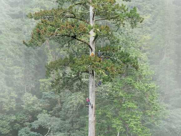 The Heaven Sword tree. Image credit: Chia-Chun Hsu et al., doi: 10.3389/ffgc.2026.1746112.