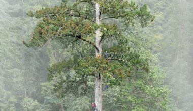After Decade-Long Hunt, Scientists Find East Asia’s Tallest Tree
