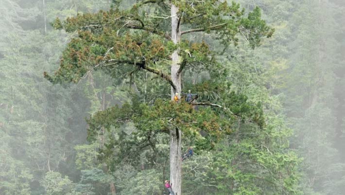 After Decade-Long Hunt, Scientists Find East Asia’s Tallest Tree