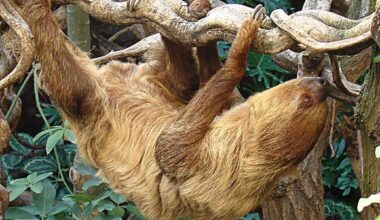 The Linnaeus’s two-toed sloth (Choloepus didactylus) at London Zoo. Image credit: Dick Culbert / CC BY 2.0.