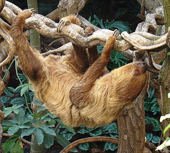 The Linnaeus’s two-toed sloth (Choloepus didactylus) at London Zoo. Image credit: Dick Culbert / CC BY 2.0.