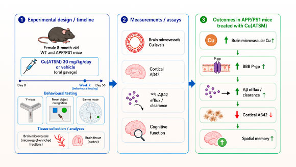 Using the APP/PS1 mouse model of familial Alzheimer’s disease, Pyun et al. investigated the effect of Cu(ATSM) on brain microvascular abundance and function of P-glycoprotein and the associated effects on exogenous amyloid-beta clearance, brain amyloid burden, and cognitive function. Image credit: Pyun et al., doi: 10.1021/acschemneuro.6c00252.