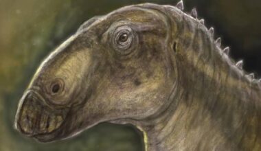 New Duck-Billed Dinosaur Unearthed in Romania