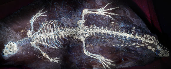 The holotype specimen of Montsecosuchus depereti. Image credit: Castillo-Visa et al., doi: 10.1093/zoolinnean/zlag076.