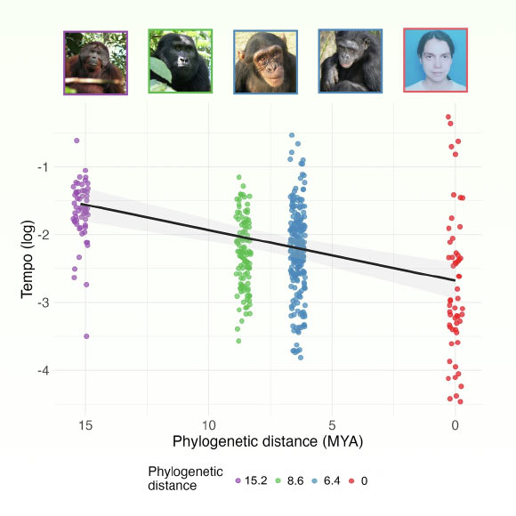 Variation in laughter tempo across five great ape species (orangutans, gorillas, bonobos, chimpanzees, and humans): each dot represents an individual observation; color indicates phylogenetic distance (in million years ago); each square contains an image of the corresponding species, with a matching dot color for intuitive reference. Image credit: De Gregorio et al., 10.1038/s42003-026-10499-z.