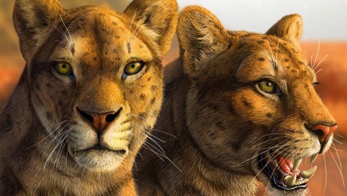 Early Saber-Toothed Cat Gets New Face after Decades of Mystery