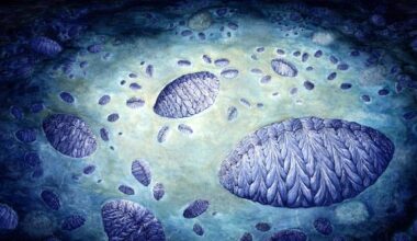 Artist’s reconstruction of the Fractofusus community: the bottom right features a large Fractofusus around which there are 5 to 8 medium specimens clustered; each of the medium specimens also has small specimens clustered around them; the small specimens therefore form an independent double cluster pattern, namely clusters of clusters. Image credit: C.G. Kenchington.