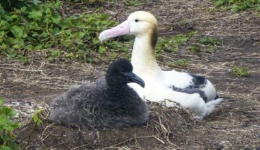 Over 10,000 albatrosses reported on Japan island after "extinction"