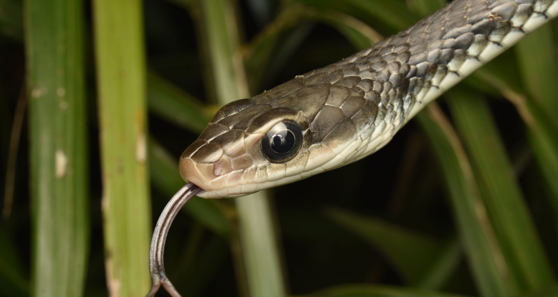 The eastern brown snake, responsible for the majority of Australia's snakebite deaths, is so well adapted to suburban Brisbane and Sydney backyards that catchers remove thousands each summer from garages, swimming pool filters, and kitchen pantries chasing the introduced black rats that thrive in human kitchens.