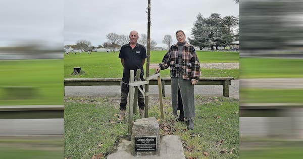 Second memorial tree dies: Are vandals or natural causes at fault?