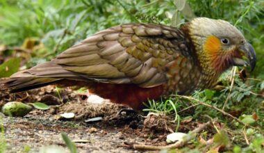 Orokonui kākā make Dunedin their home