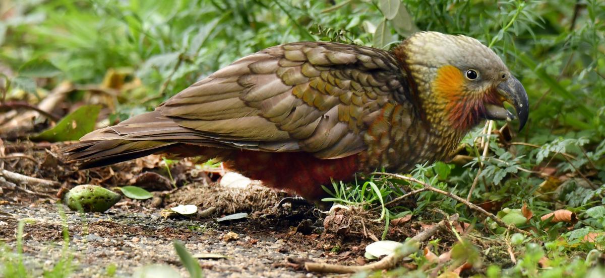 Orokonui kākā make Dunedin their home