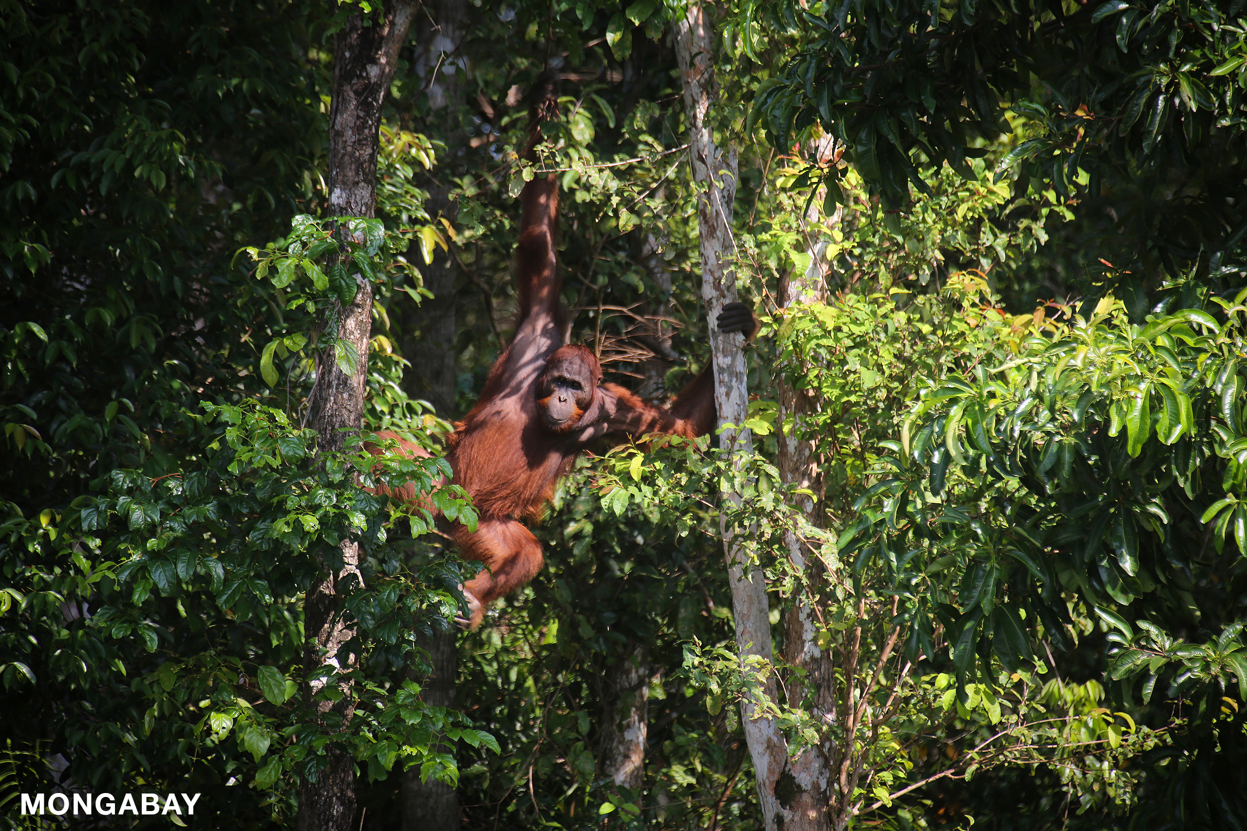 A Bornean orangutan (Pongo pygmaeus) hangs from the trees. Fewer than 100,000 orangutans remain on Borneo. Photo by Rhett A. Butler.