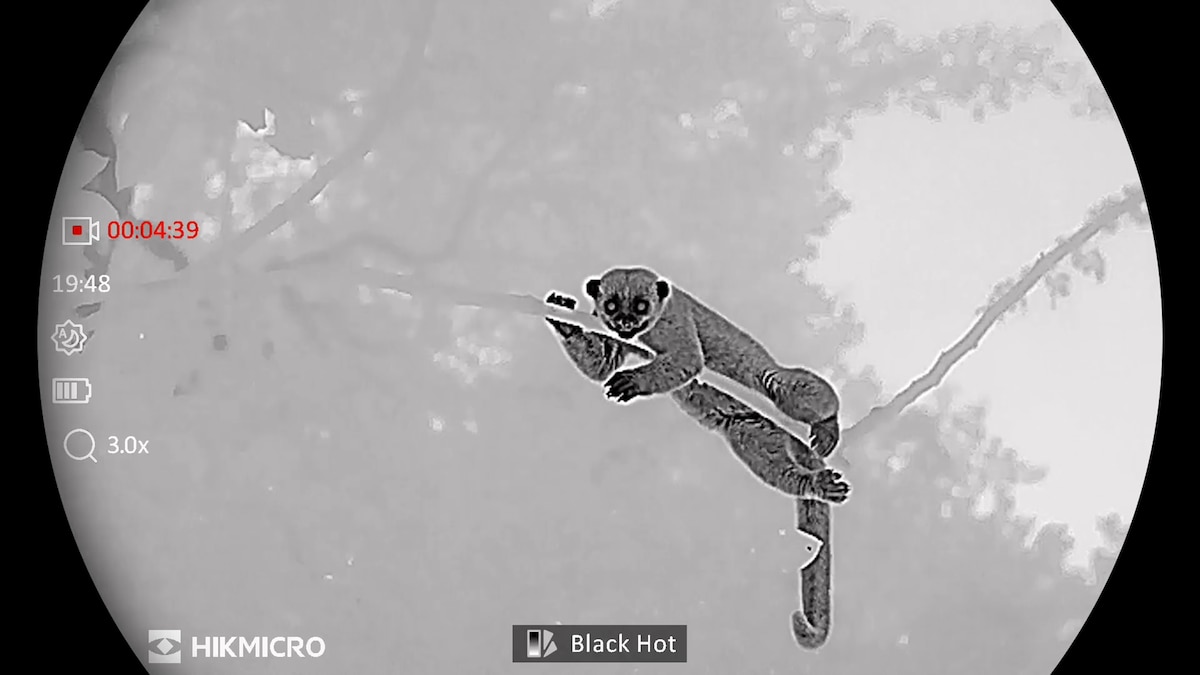 Watch the elusive world of the rainforest canopy at night