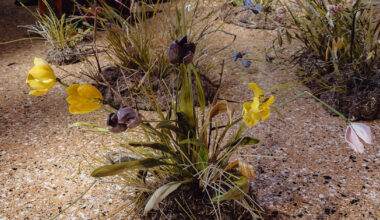 lilla tabasso crafts hyperrealistic flowers and roots in murano glass
