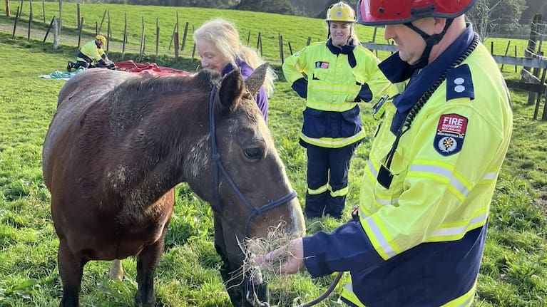A firefighter feeding Lola.