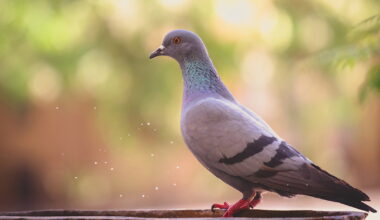 Do Pigeons Navigate with Their Livers?