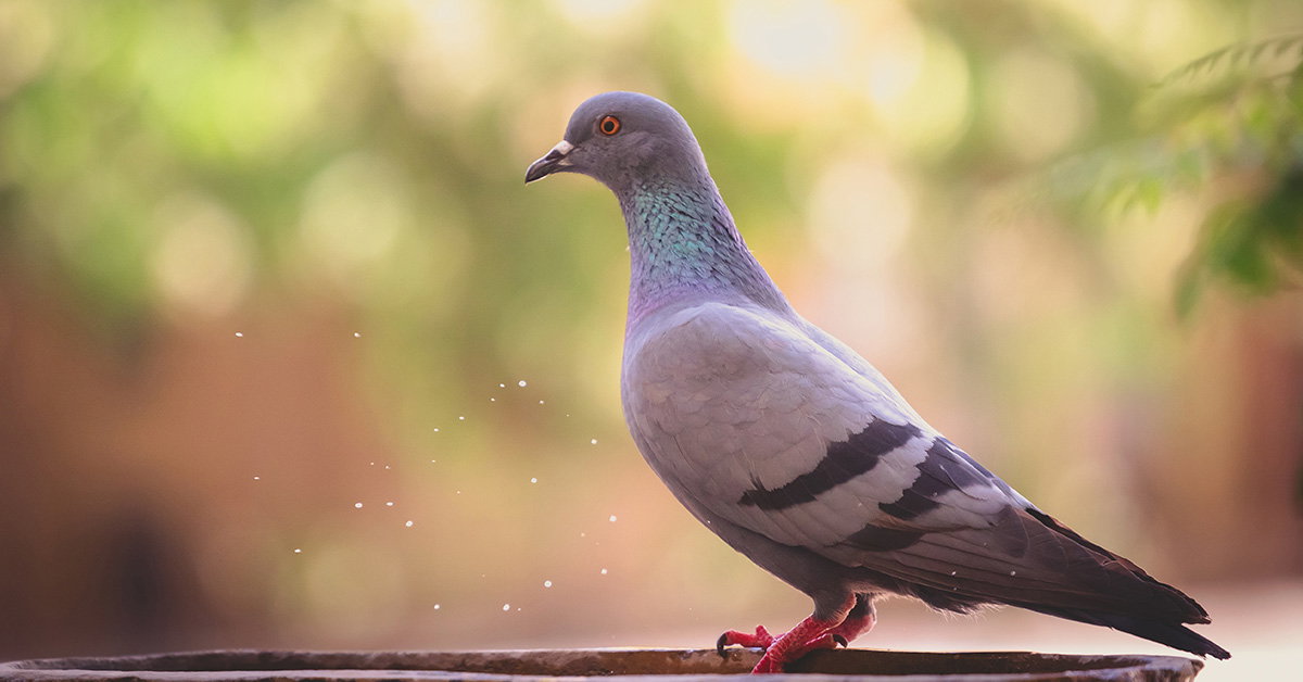 Do Pigeons Navigate with Their Livers?