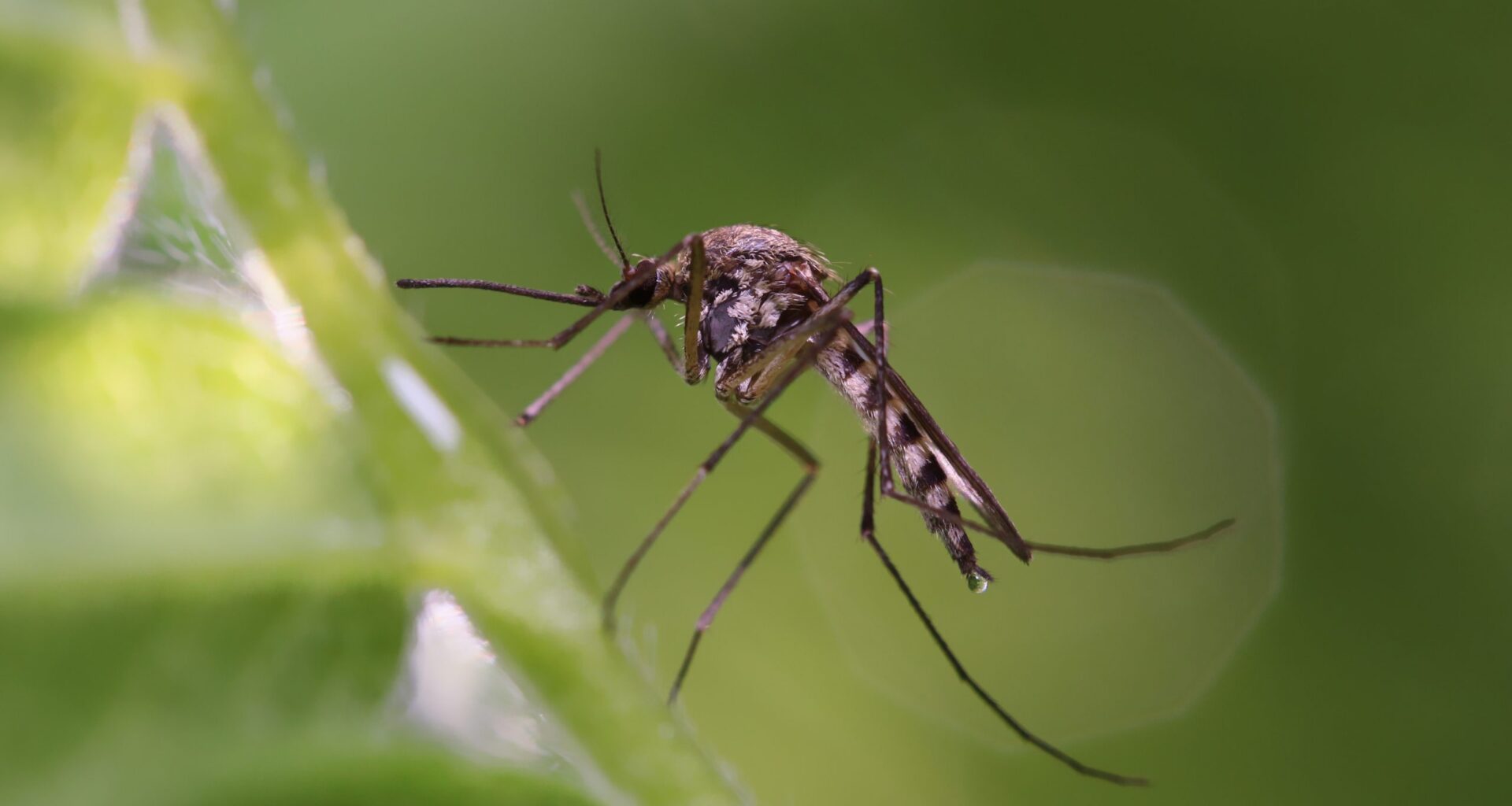 Healthy infant microbiomes appear to protect against malaria