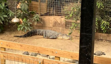 Arrest after 3-year-old ends up in crocodile enclosure at UK zoo