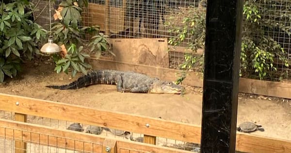 Arrest after 3-year-old ends up in crocodile enclosure at UK zoo