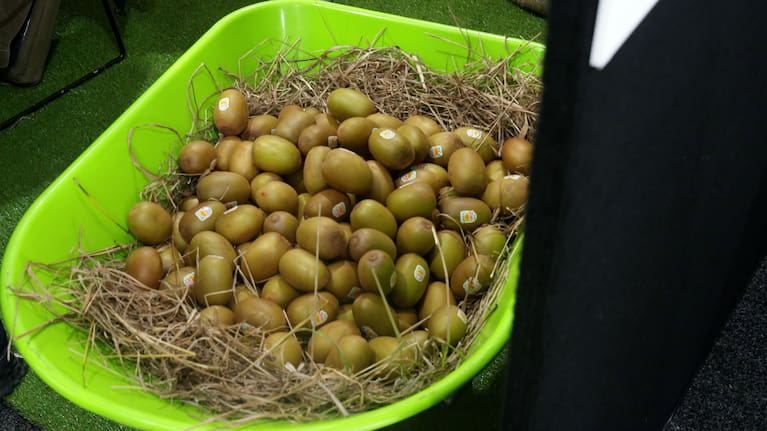 Materially Kiwi transforms rejected kiwifruit into plant-based leather alternative. 