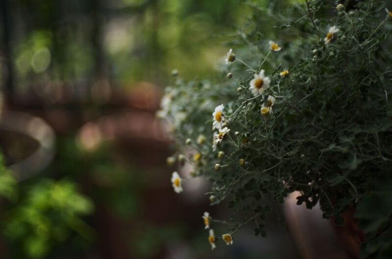 A close-up of small white and yellow flowers blooming on a leafy green plant, with a blurred background of garden pots and greenery.