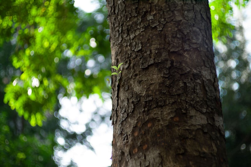 Close-up of a tree trunk with rough, textured bark. In the background, green leaves and sunlight create a blurred, bokeh effect, highlighting the sharp details of the tree’s surface. Some small leaves are growing on the trunk.
