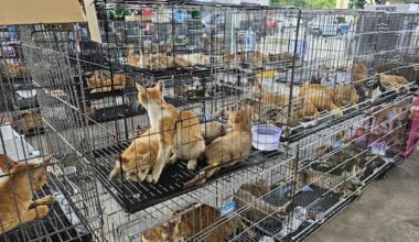 More than 420 pet cats stolen for Vietnam meat trade rescued