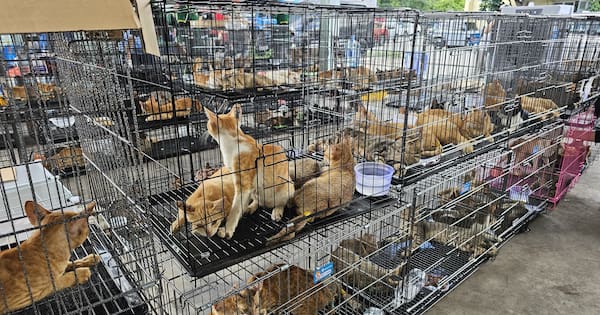 More than 420 pet cats stolen for Vietnam meat trade rescued
