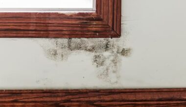 Broken windows, mould, found in Dunedin student rentals