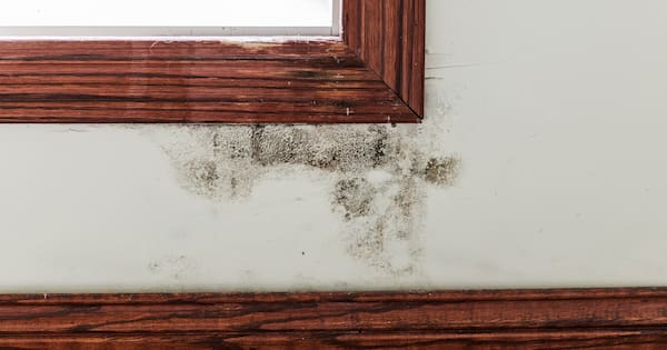 Broken windows, mould, found in Dunedin student rentals