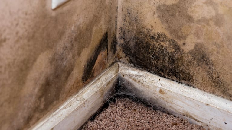Mould is a major problem in many Kiwi homes.