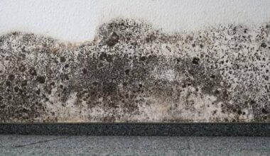 Mould, broken windows: Dunedin flats still not up to standard