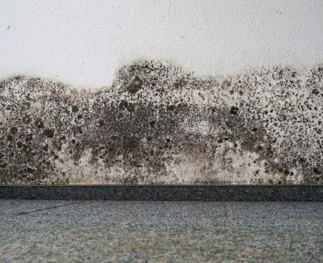 Mould, broken windows: Dunedin flats still not up to standard