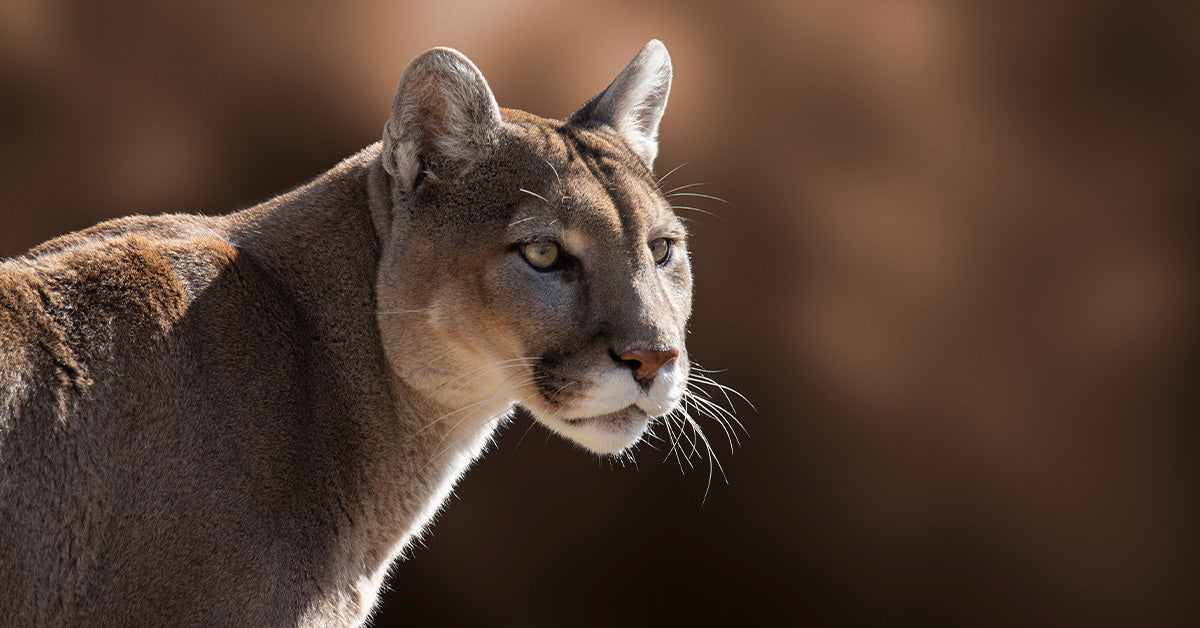 Development Sprawl Is Cutting Off Mountain Lion Habitat