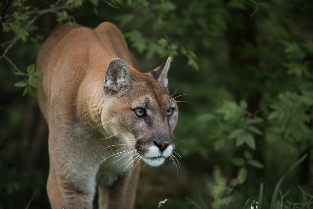 Mountain lion moving quietly through green brush, head lowered and eyes focused forward.